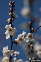 青と白梅