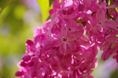 HAPPY LILAC 6