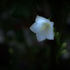 花ランプ