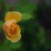 英国薔薇