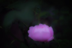浮花