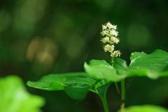 森の小花火
