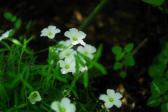 木陰の花