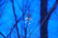 枯春花