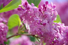 HAPPY LILAC 5