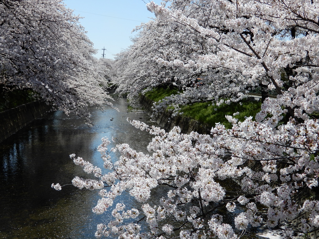 五条川満開