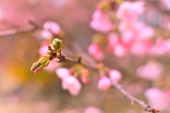 蕾