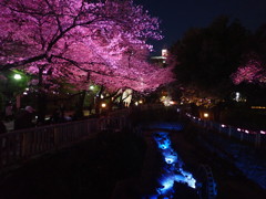 夜桜