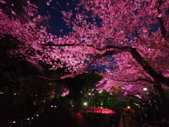 夜桜