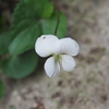 庭の菫