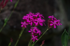 庭の花