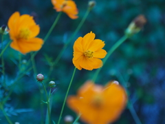 庭の花