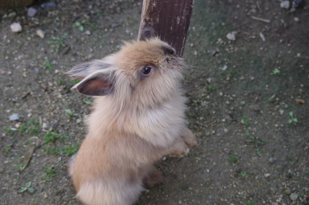 動物園の兎