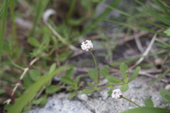 庭の花