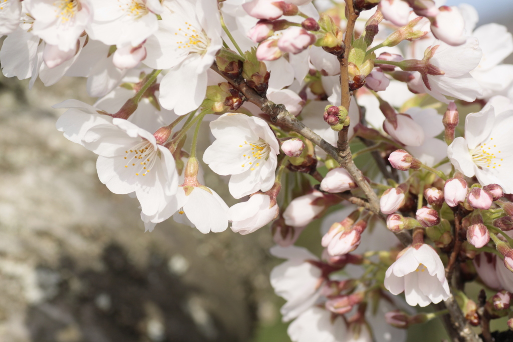 川沿の桜