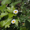 庭の花
