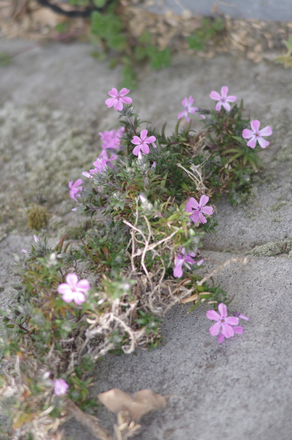 庭の芝桜