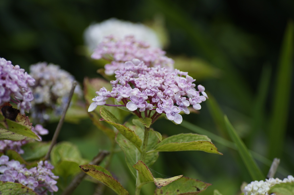 庭の紫陽花