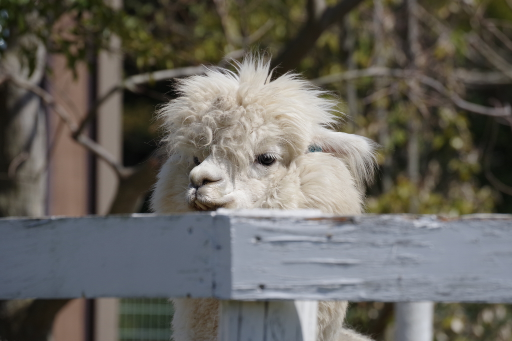 動物園のアルパカ