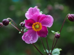 庭の秋明菊