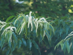 山で見つけた栗の花