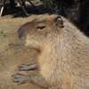 動物園のカピバラ