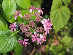 庭の紫陽花