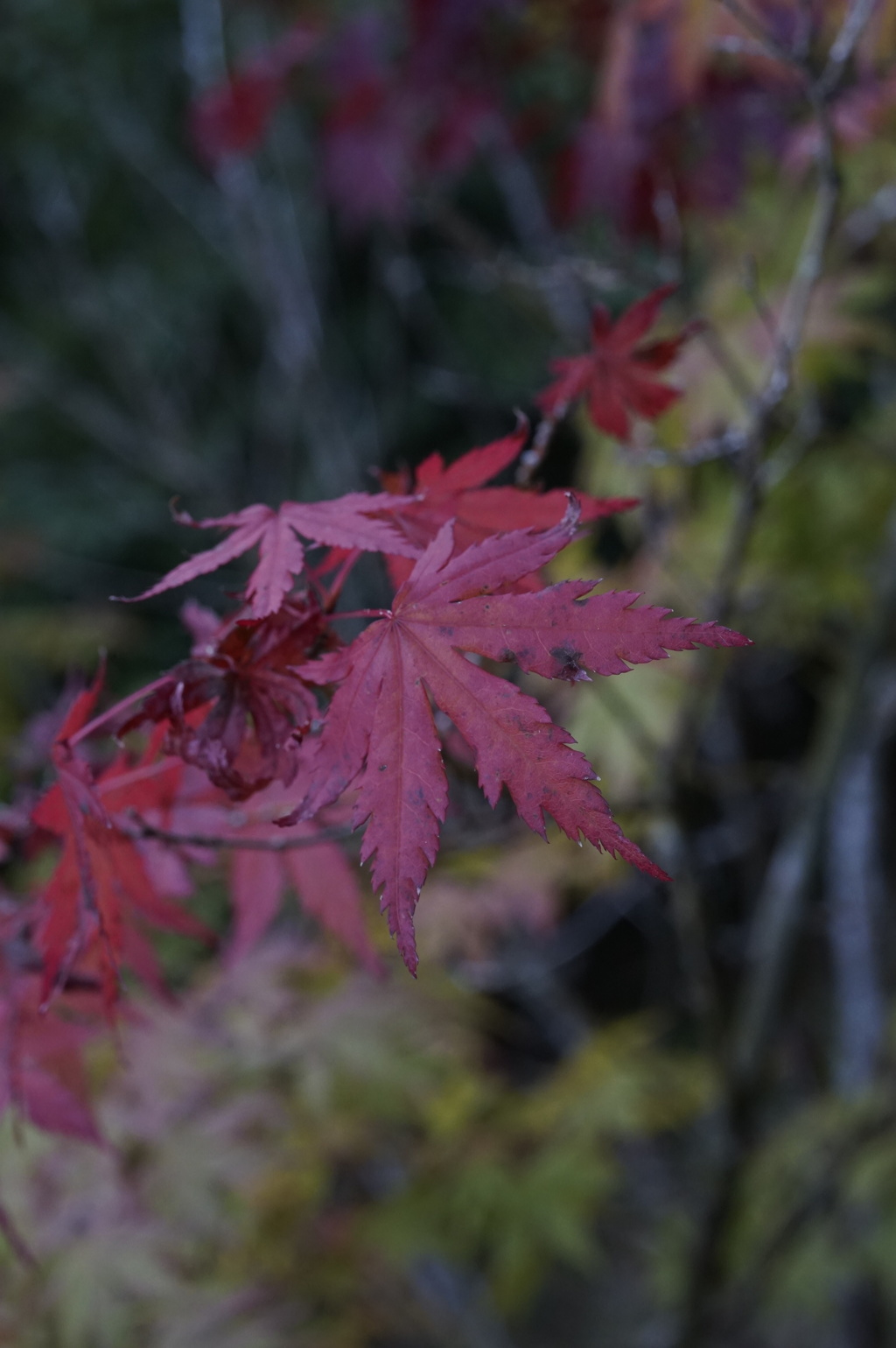 渓谷の紅葉