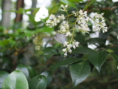 山で見つけた花