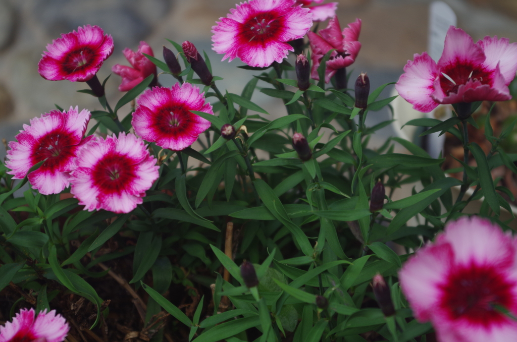 庭の花