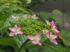 庭の紫陽花