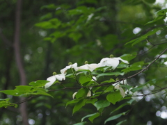 山で見つけた花