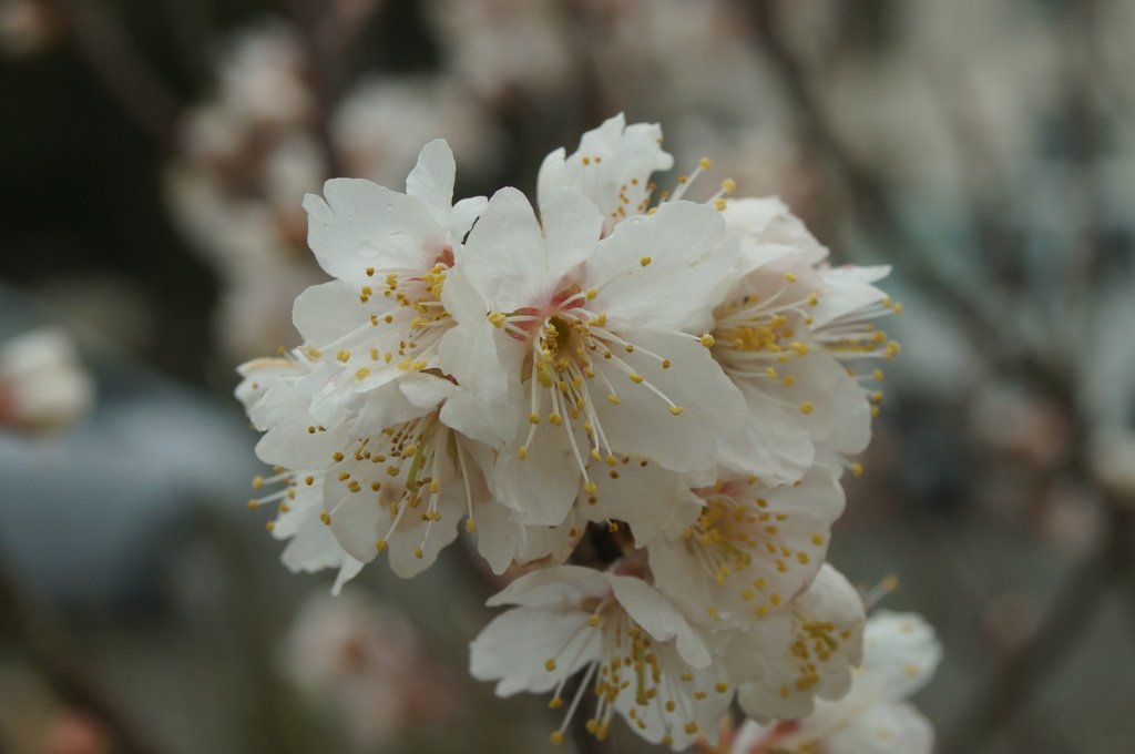 庭の実桜