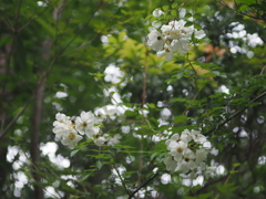 山で見つけた花