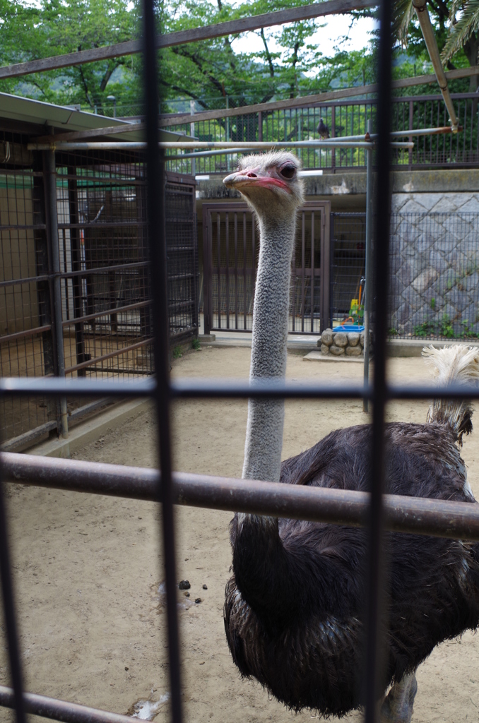 動物園の駝鳥