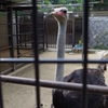 動物園の駝鳥