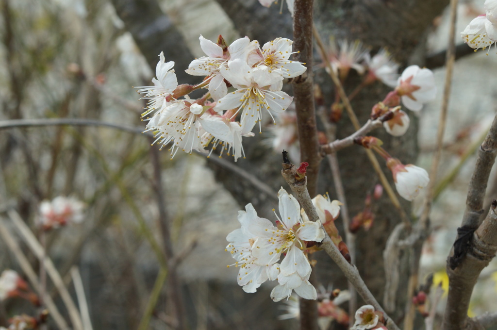 庭の実桜