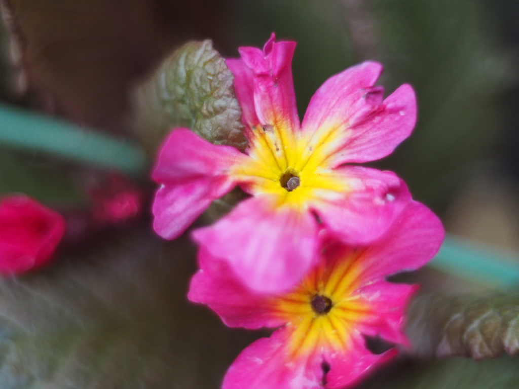 庭の花
