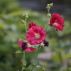 庭の花