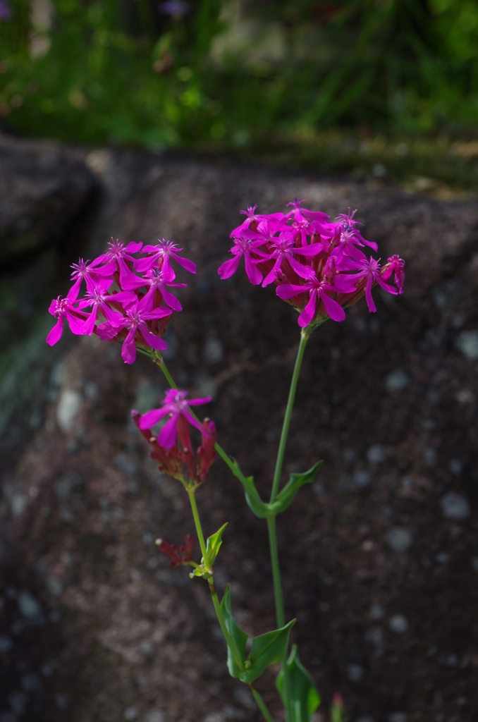 庭の花