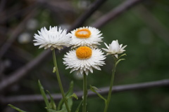 庭の花