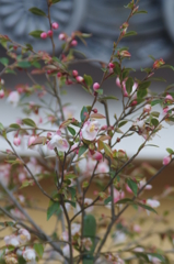 中山寺の姫山茶花