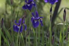 庭の花