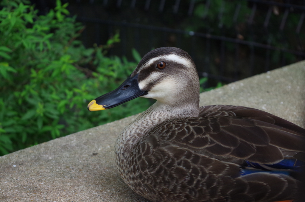 動物園の軽鴨