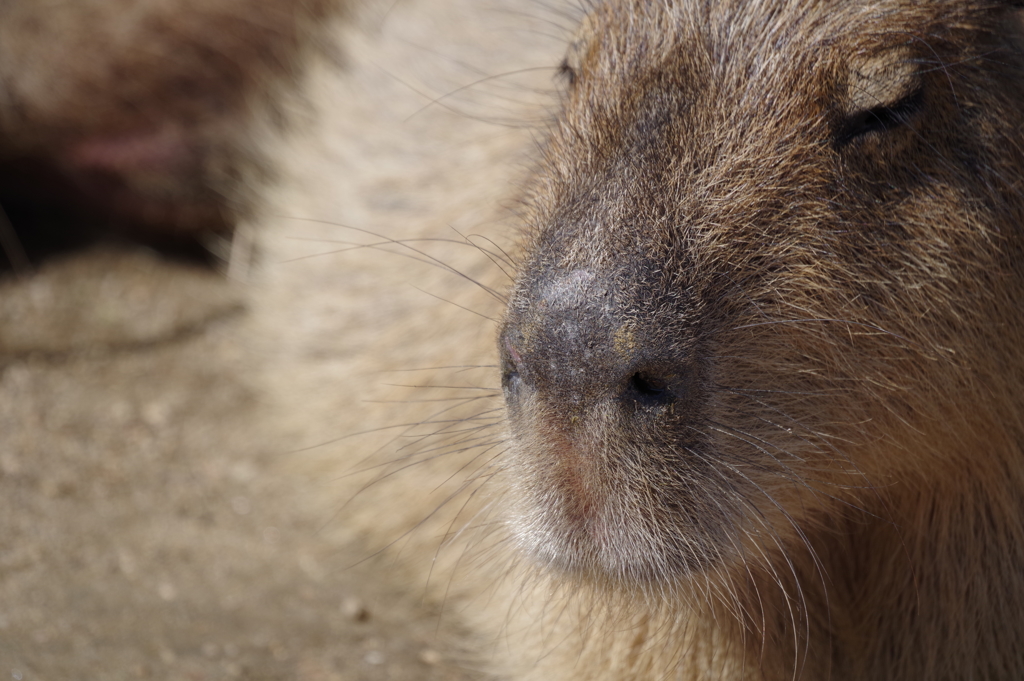 動物園のカピバラ