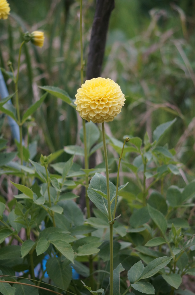 庭の花