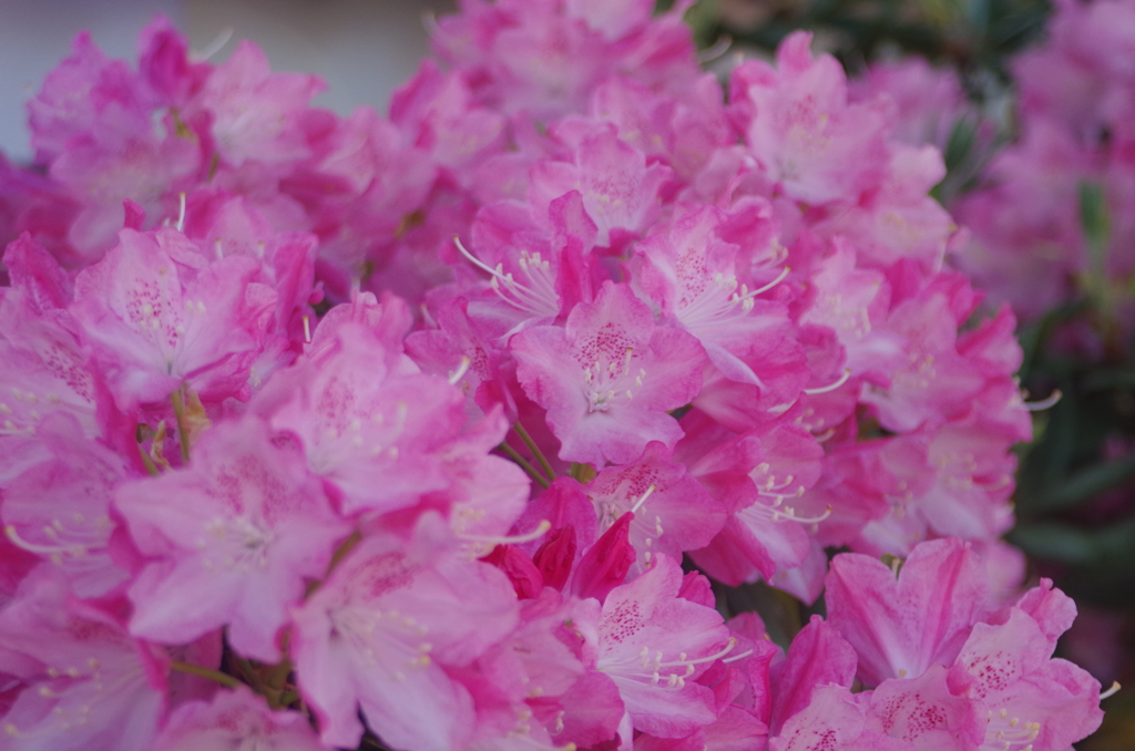 中山寺の石楠花