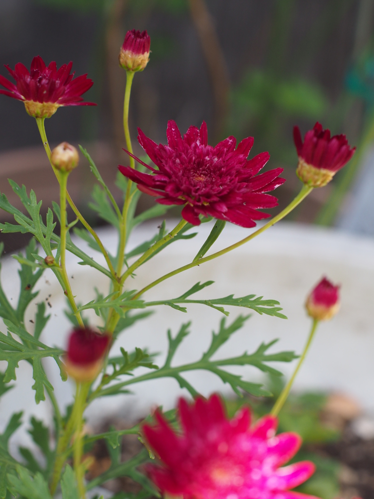 庭の花