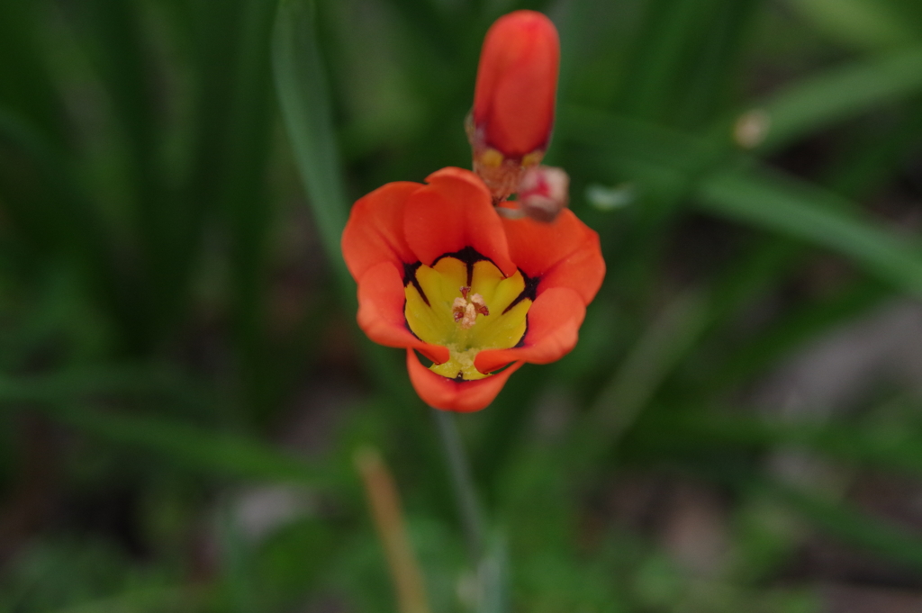 庭の花
