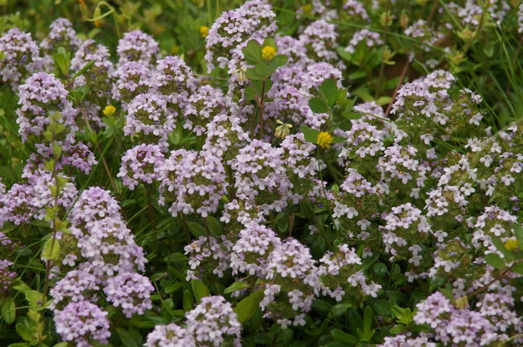 庭の花